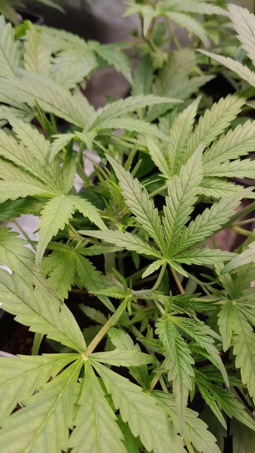 Fractal Collection #2. Week 3