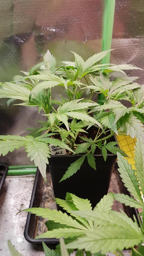 Opium goes Black #2. Week 3