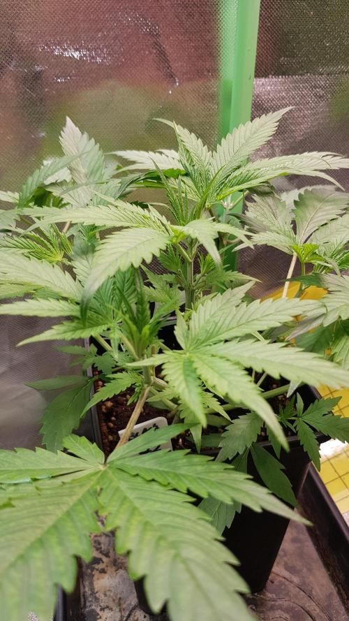 Opium goes Black #2. Week 3