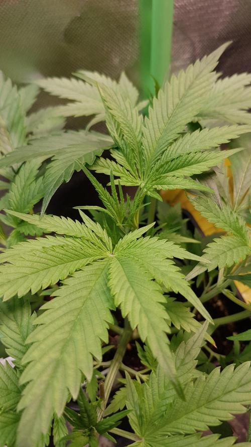 Opium goes Black #2. Week 3