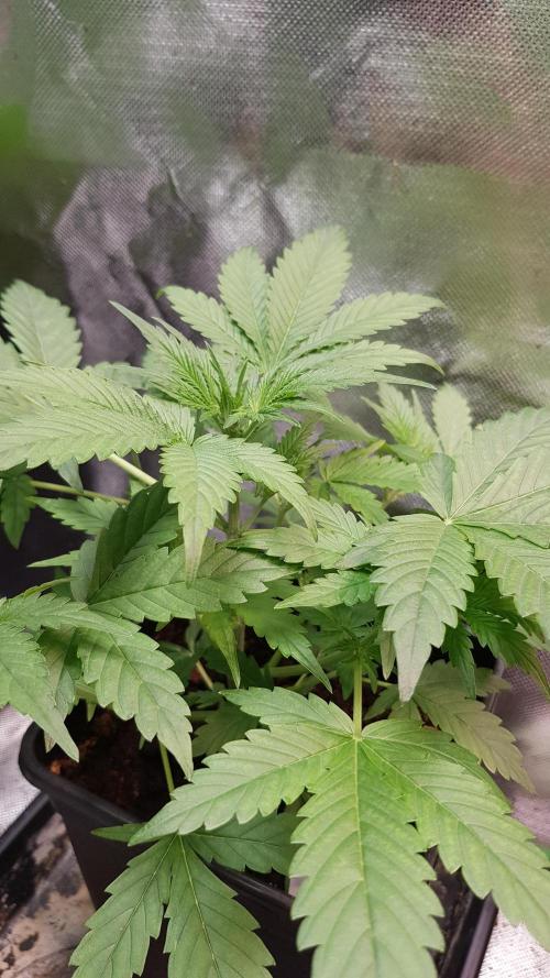 Widow Collection #2. Week 3