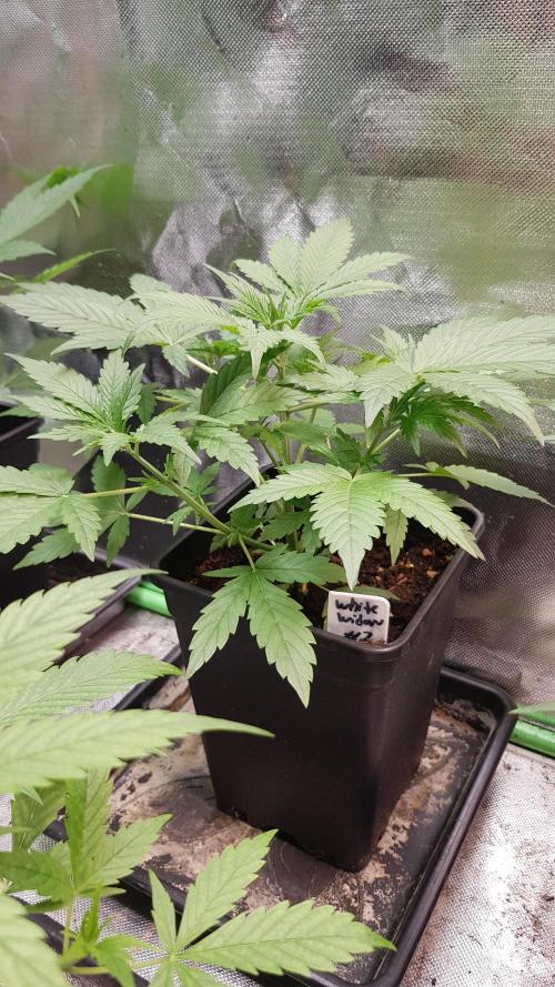 Widow Collection #2. Week 3