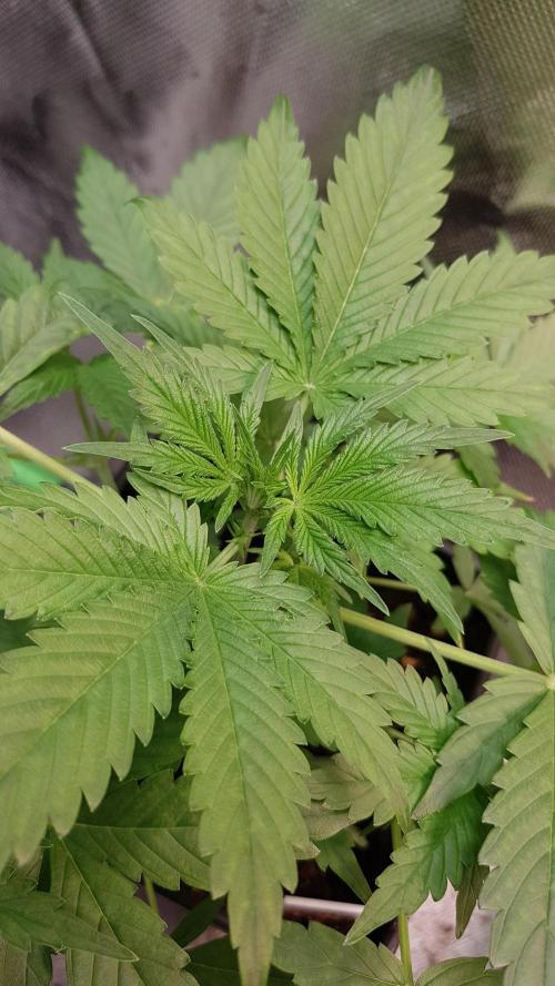 Widow Collection #2. Week 3