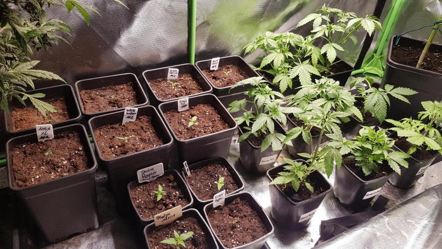 Fruity Fusion. Week 1