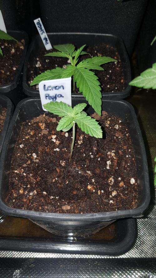 Fruity Fusion. Week 1