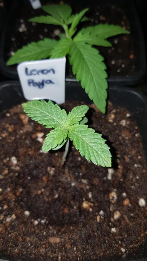 Fruity Fusion. Week 1