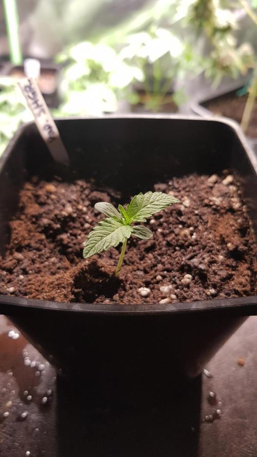 Sherbet with Paya. Week 1