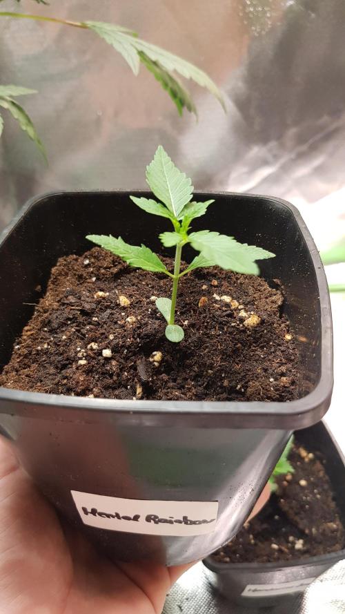 Rainbow Dreams. Week 1