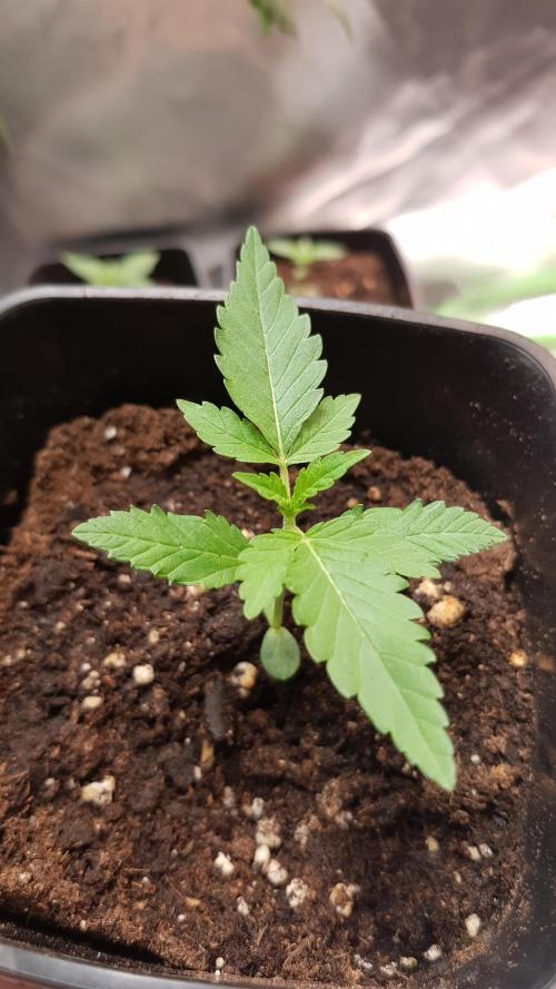 Rainbow Dreams. Week 1