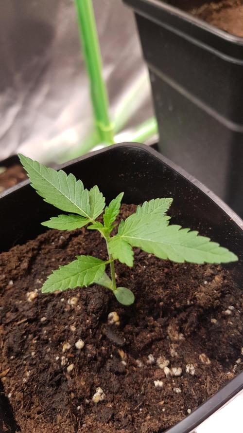 Rainbow Dreams. Week 1