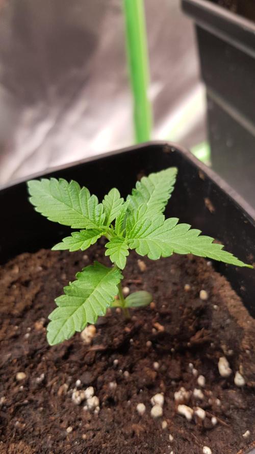 Cola Mix. Week 1
