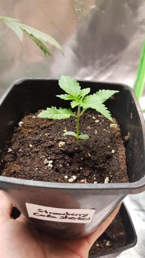 Cola Mix. Week 1