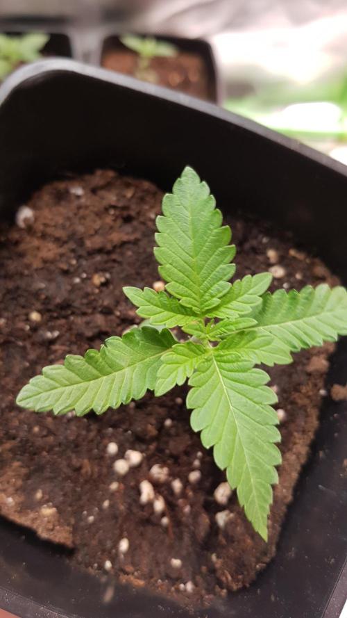 Cola Mix. Week 1