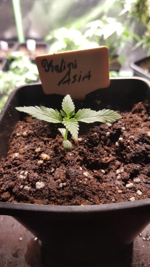 Expedition Asia. Week 1