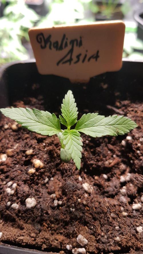 Expedition Asia. Week 1