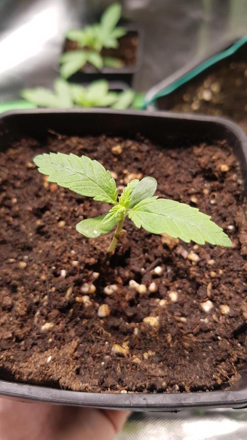 Muffinz Fusion. Week 1