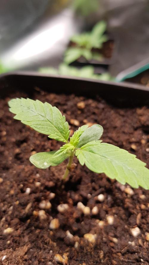 Muffinz Fusion. Week 1