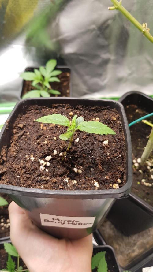 Muffinz Fusion. Week 1