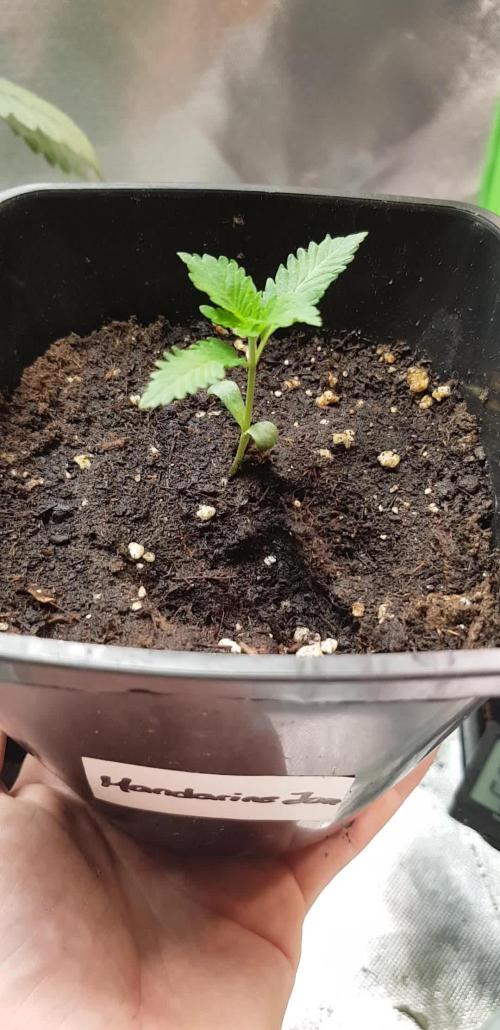 Fruity Dunk Shot