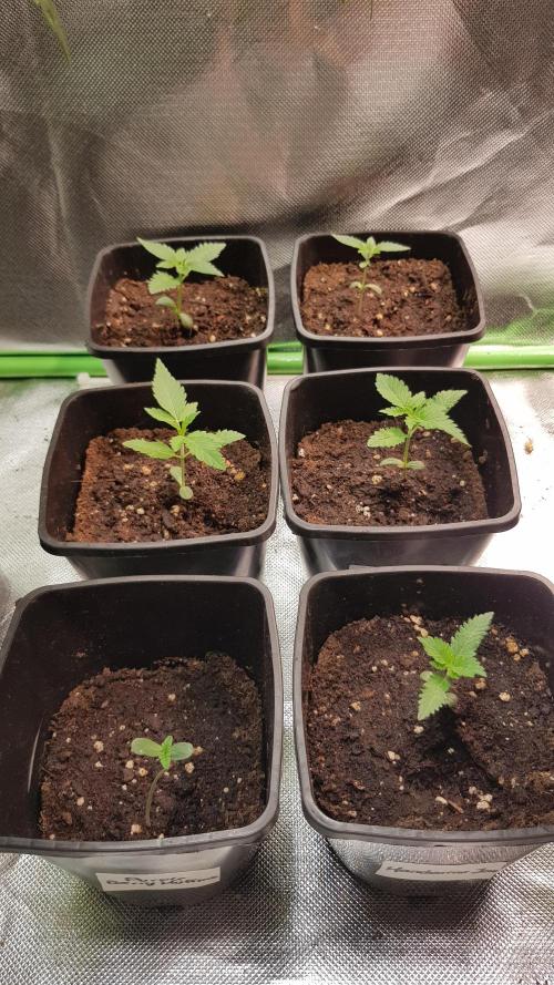 Fruity Dunk Shot. Week 1