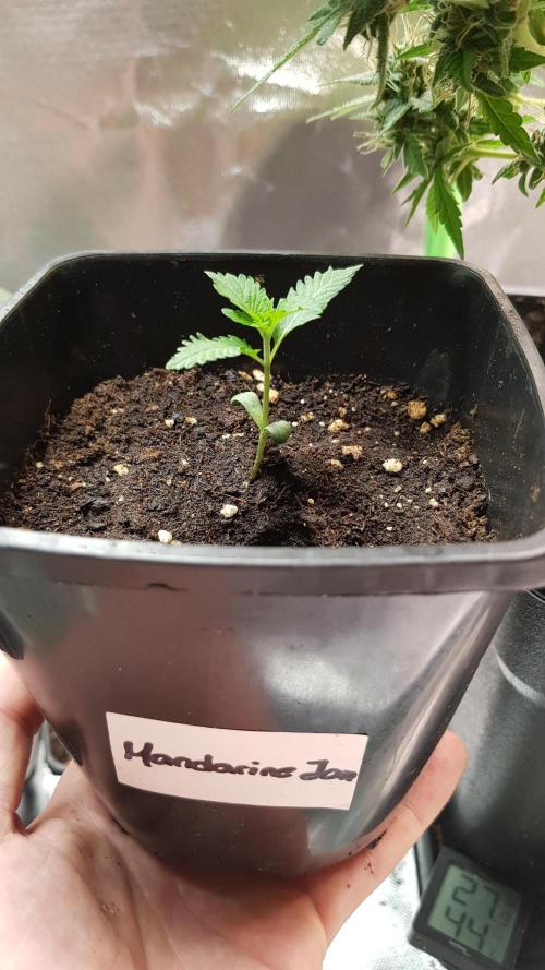 Fruity Dunk Shot. Week 1