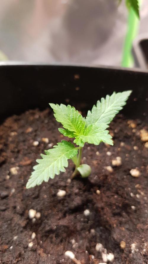 Fruity Dunk Shot. Week 1