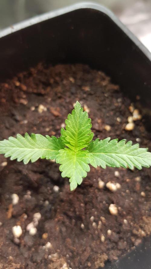 Fruity Dunk Shot. Week 1