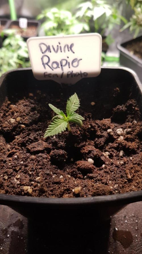 Ultimate Rapier Hunt. Week 1