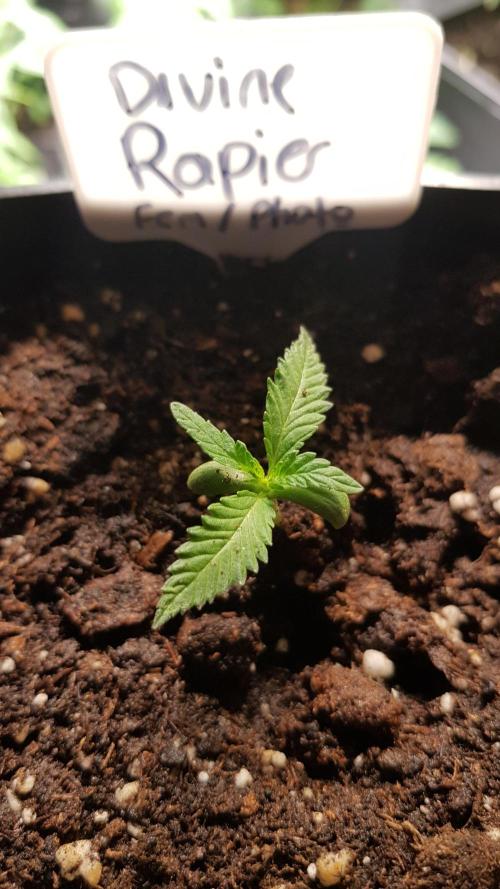 Ultimate Rapier Hunt. Week 1