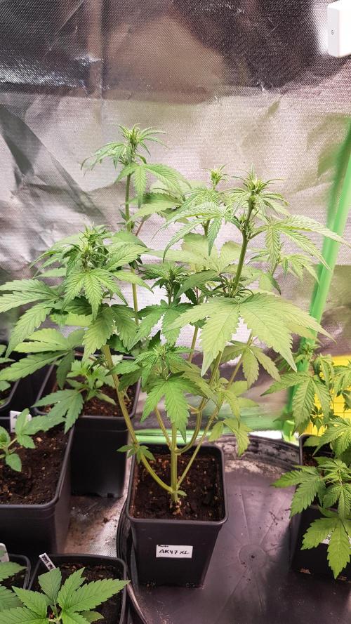 Kalashnikov hunt. Week 4