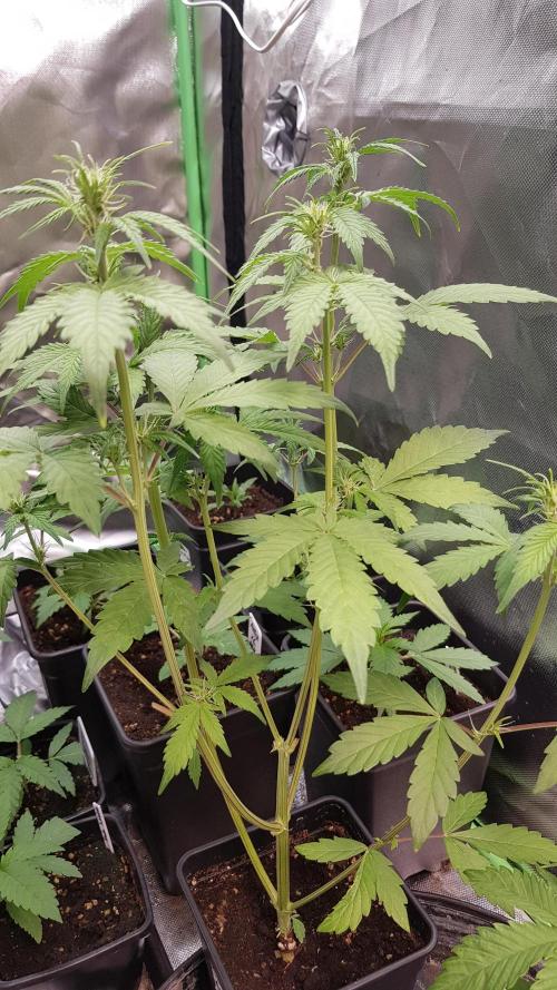 Kalashnikov hunt. Week 4