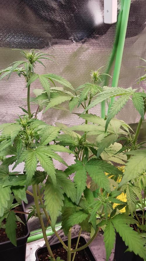 Kalashnikov hunt. Week 4