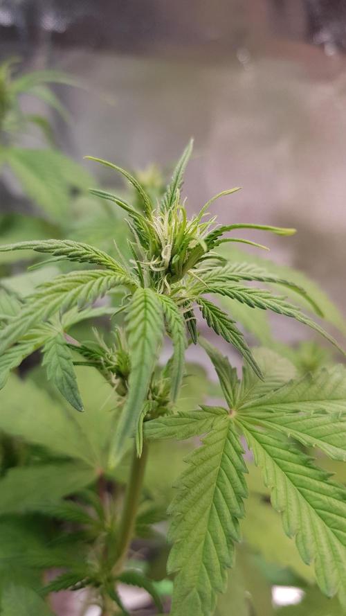 Kalashnikov hunt. Week 4