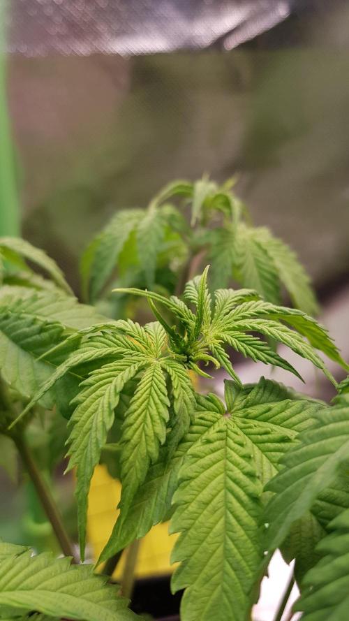 Fractal Dimension. Week 4