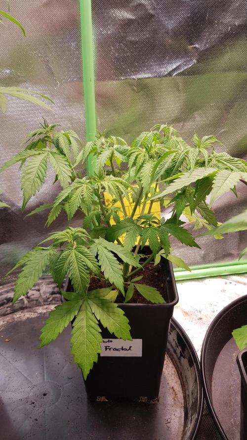 Fractal Dimension. Week 4