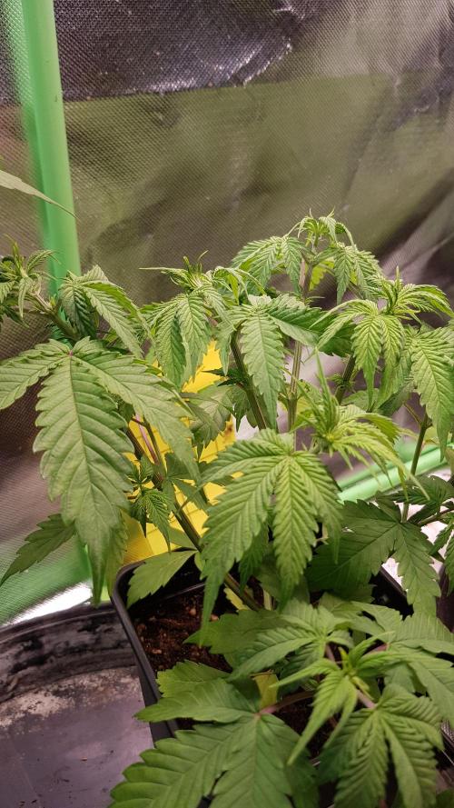 Fractal Dimension. Week 4