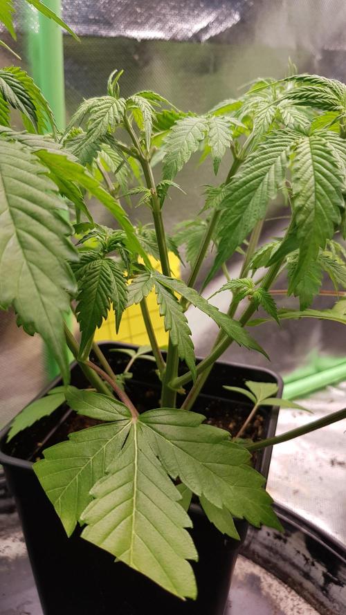 Fractal Dimension. Week 4