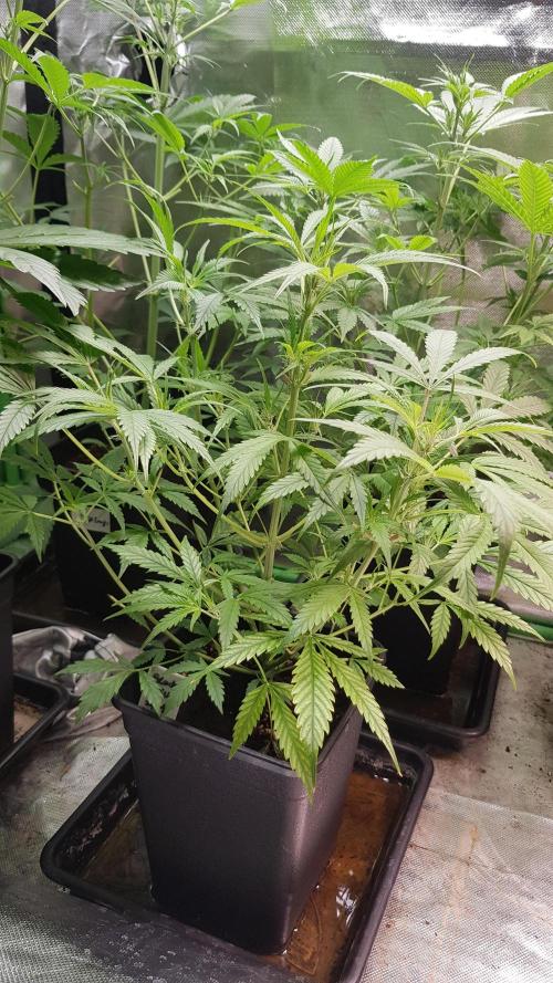 Opium goes Black #1. Week 4