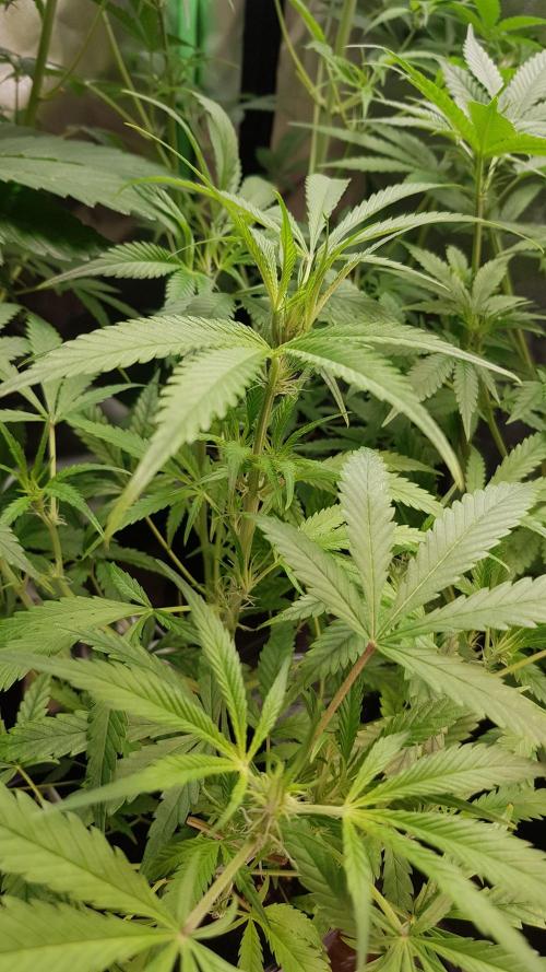 Opium goes Black #1. Week 4