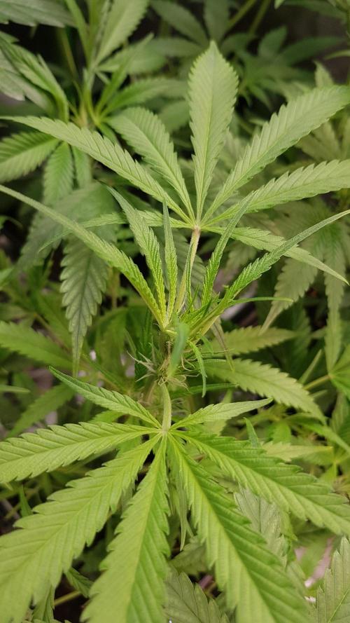 Opium goes Black #1. Week 4