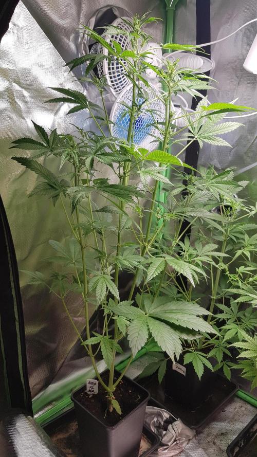 Crafting Ak47 #2. Week 4