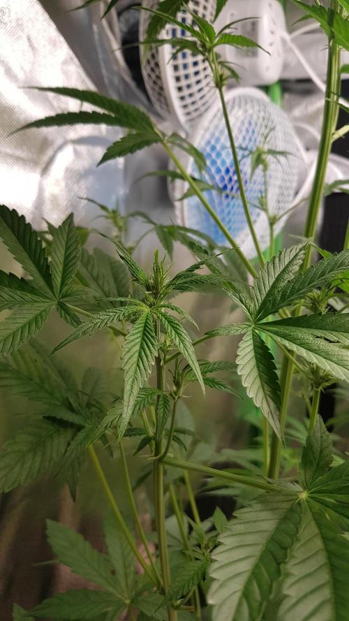 Crafting Ak47 #2. Week 4