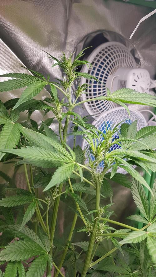 Crafting Ak47 #2. Week 4