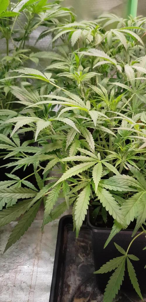 Fractal Collection #2