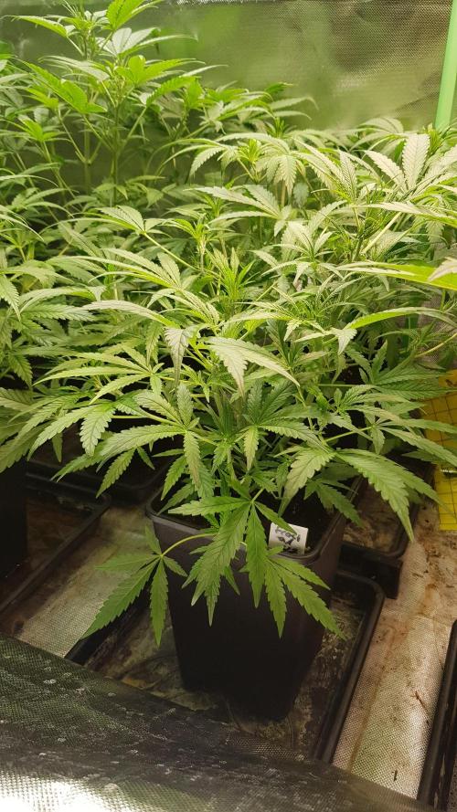 Fractal Collection #2. Week 4