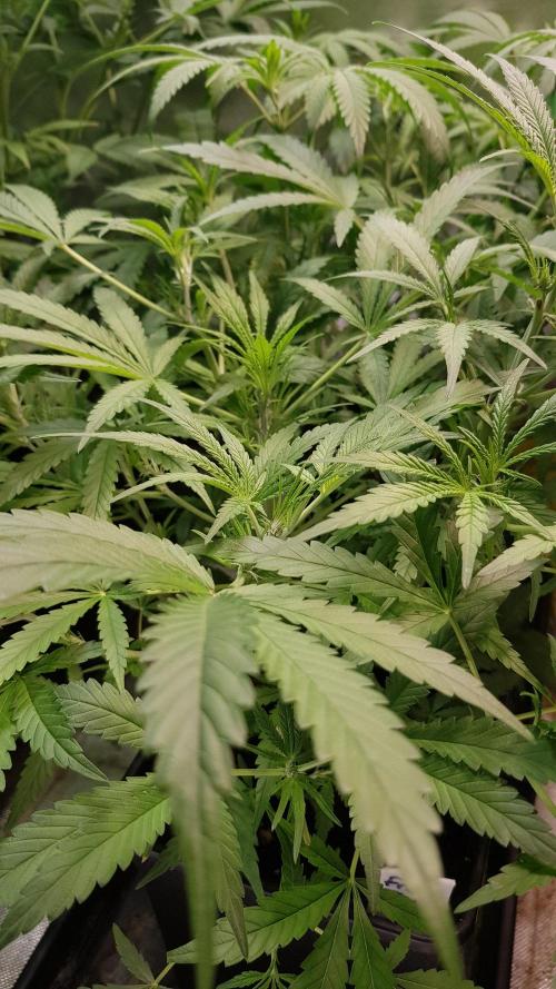 Fractal Collection #2. Week 4