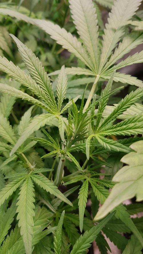 Fractal Collection #2. Week 4