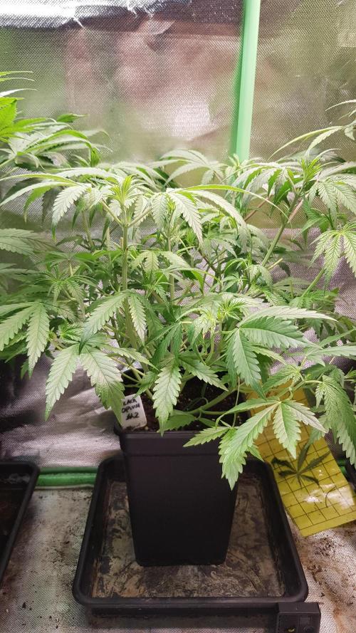 Opium goes Black #2. Week 4