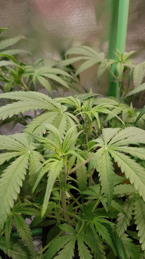 Opium goes Black #2. Week 4