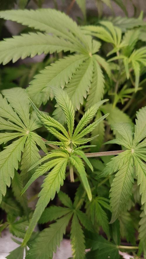 Opium goes Black #2. Week 4